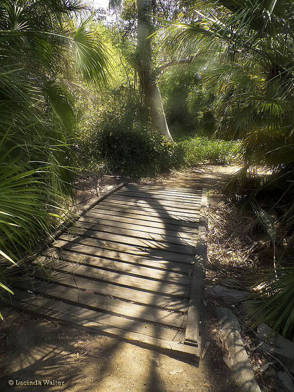 Nature Art Print featuring the photograph The Journey Along the Path Comes with Light and Shadows by Lucinda Walter