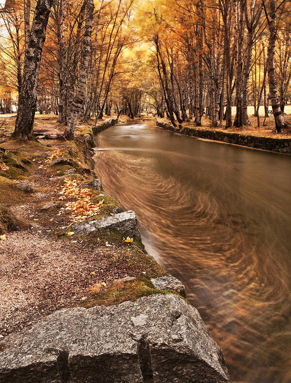 Fall Art Print featuring the photograph The magic of fall by Jorge Maia