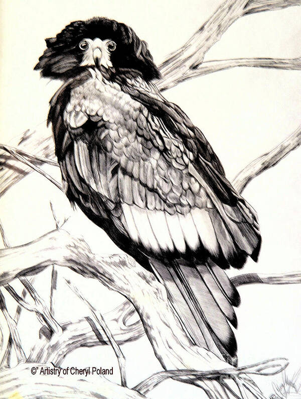 Bird Art Print featuring the drawing The Majestic Russian Stellar Eagle by Cheryl Poland