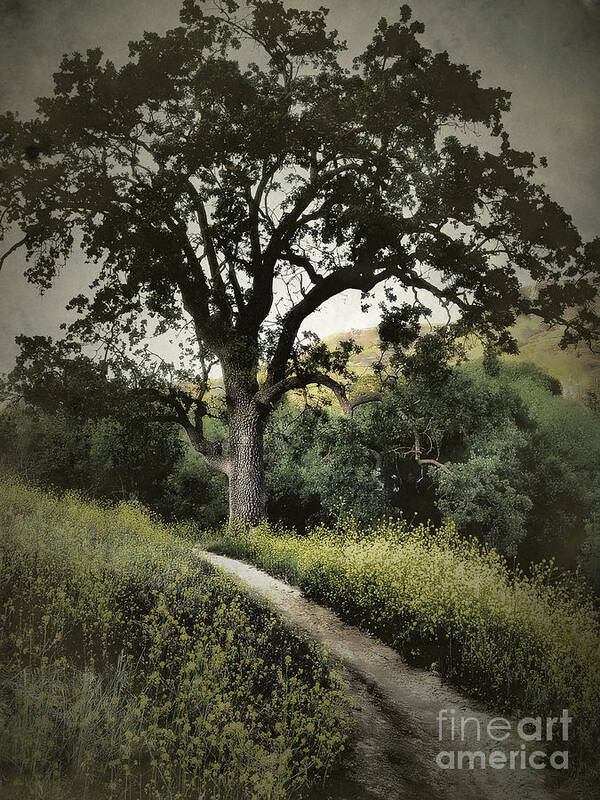 California Art Print featuring the photograph The Old Chumash Trail by Parrish Todd