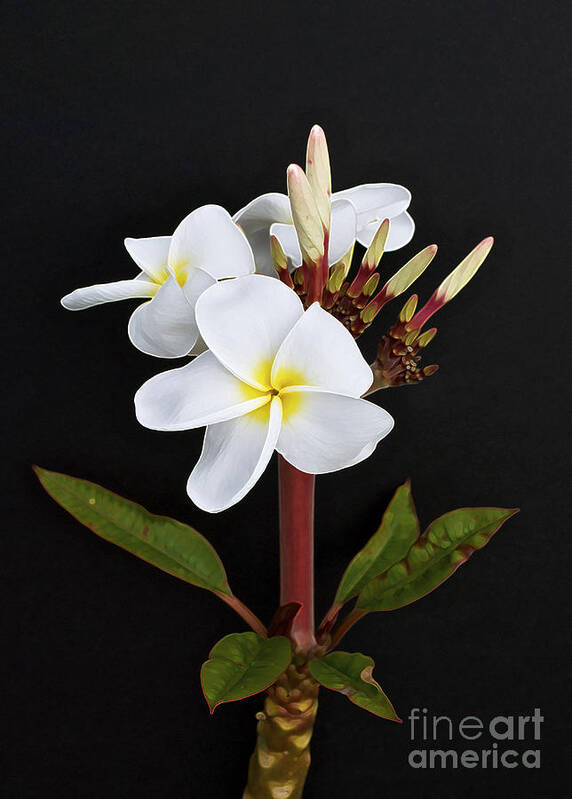 Plumeria Art Print featuring the photograph The Plumeria by Gwyn Newcombe