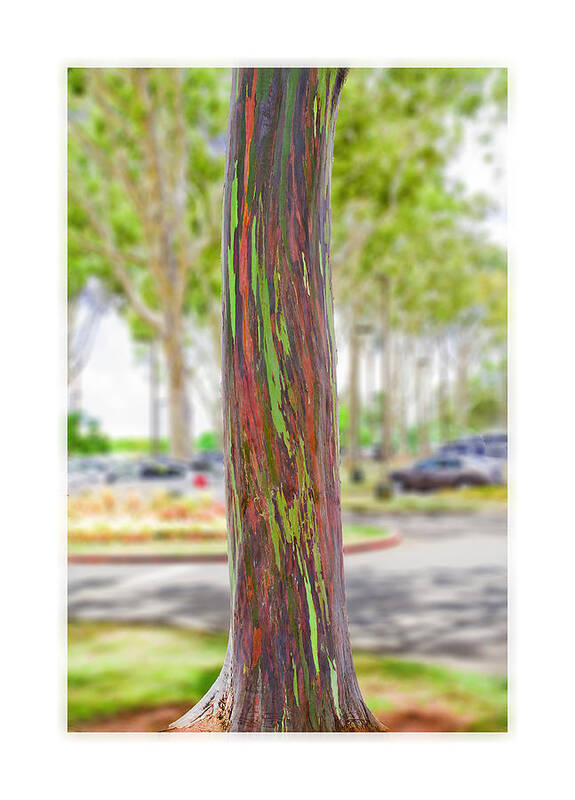 Tree Art Print featuring the photograph The Rainbow Eucalyptus Tree by Mary Jane Armstrong