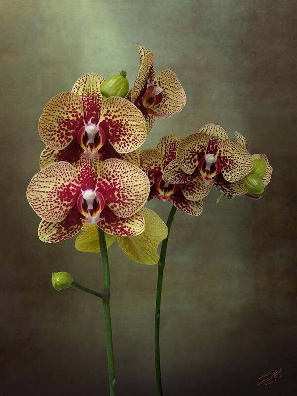 Orchid Art Print featuring the digital art Timeless Orchid by M Spadecaller