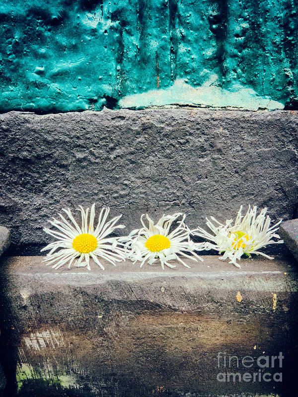 Copy Space Art Print featuring the photograph Three daisies stuck in a door by Silvia Ganora