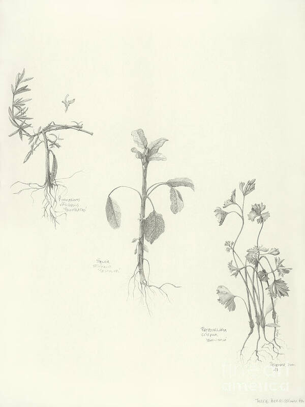 Herbs Art Print featuring the drawing Three Herbs by Laura Hamill