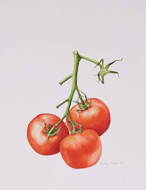 Watercolor Art Print featuring the painting Three Tomatoes on the Vine by Alison Cooper