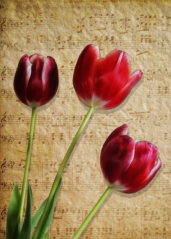 Three Tulips & Music Flower - Maria Holmes Art Print featuring the photograph Three Tulips and Music by Maria Holmes