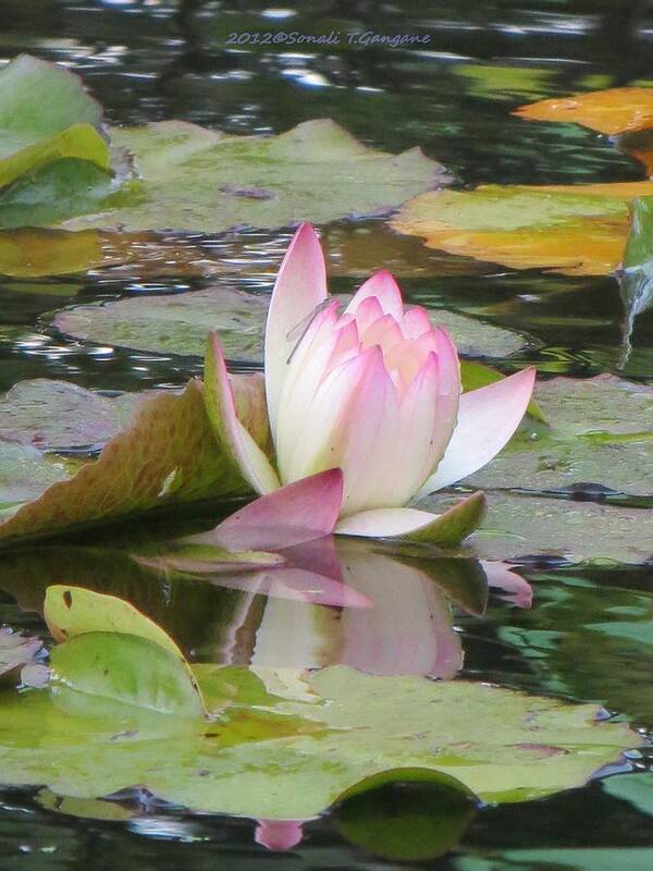 Waterlily Art Print featuring the photograph Tinge of Pink by Sonali Gangane