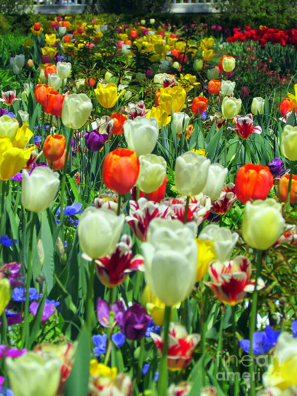 Elizabeth Dow Art Print featuring the photograph Tiptoe Through The Tulips by Elizabeth Dow