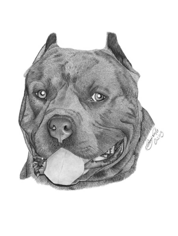 Pit Bull Art Print featuring the drawing Titus - 024 by Abbey Noelle