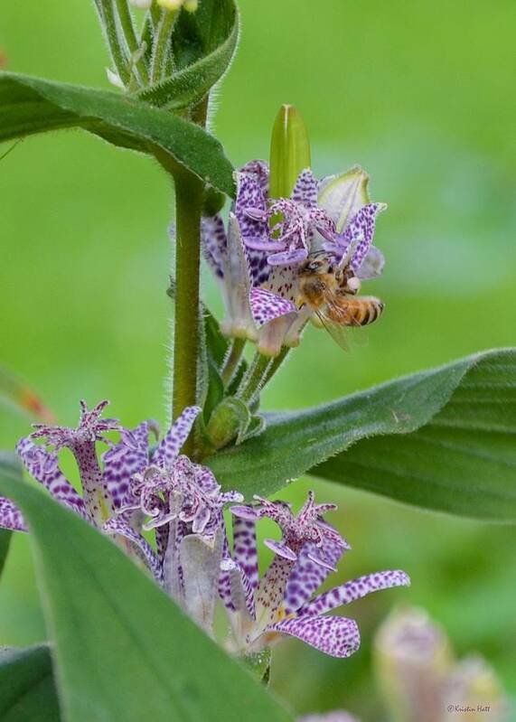 Asiatic Toad Lily Art Print featuring the photograph Toad Lily and Hover Fly by Kristin Hatt