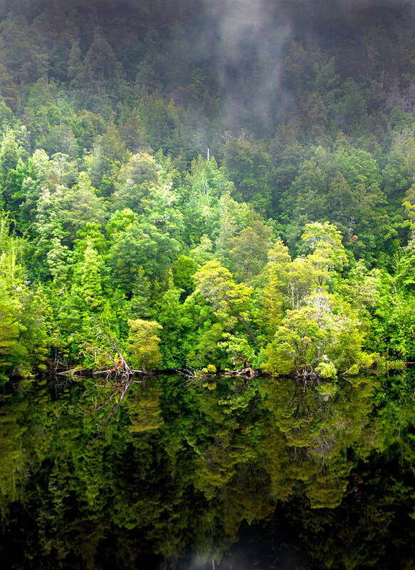 Gordon River Art Print featuring the photograph Tree Breath by Glen Johnson