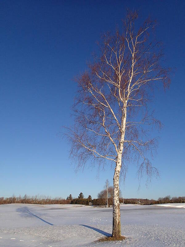 Tree Art Print featuring the photograph Tree by Robert Nickologianis