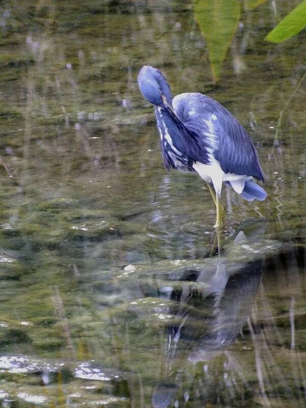 Nature Art Print featuring the photograph Tri-colour heron by Peggy King
