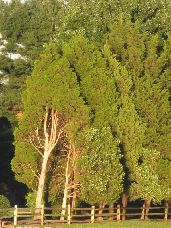 Evergreen Trees Art Print featuring the photograph Triple Trees by Debbie Nester