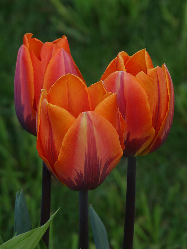 Tulips Art Print featuring the photograph Tulip Trio by David T Wilkinson