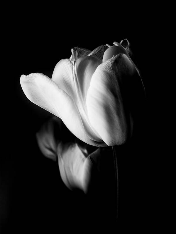 Tulips Art Print featuring the photograph Tulips In Black and White by Julie Palencia