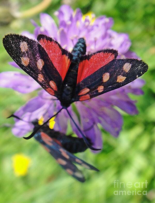 Butterfly Art Print featuring the photograph Two black and red butterflies by Karin Ravasio