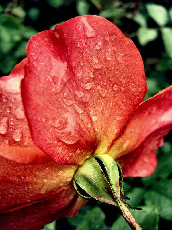 Dark Pink Art Print featuring the photograph Under the Blossom by Stephanie Hollingsworth