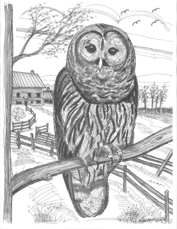 Barred Owl Art Print featuring the drawing Vermont Barred Owl by Richard Wambach