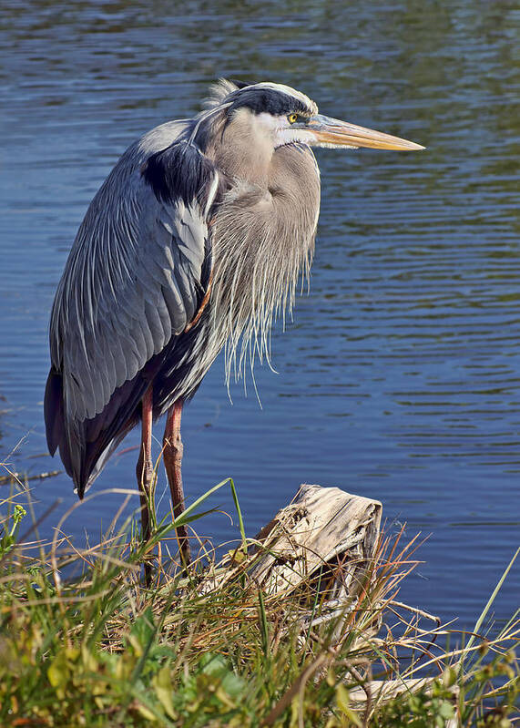 Birds Art Print featuring the photograph Vigilant by Nikolyn McDonald