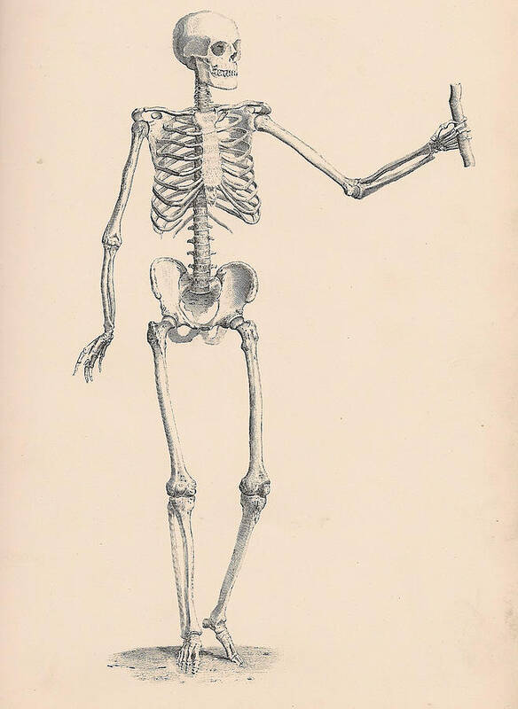 Vintage Art Print featuring the digital art Vintage Skeleton by Georgia Clare