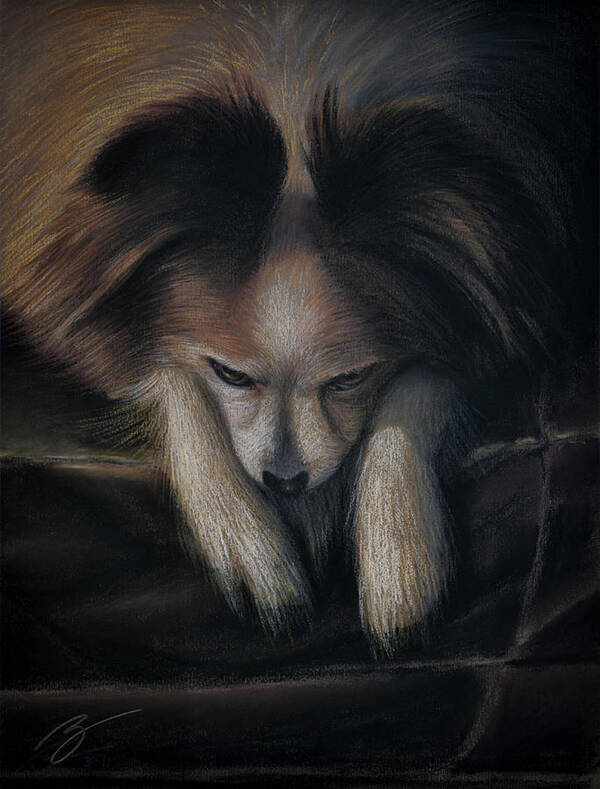 Papillon Art Print featuring the pastel Waiting for bed - Pastel by Ben Kotyuk
