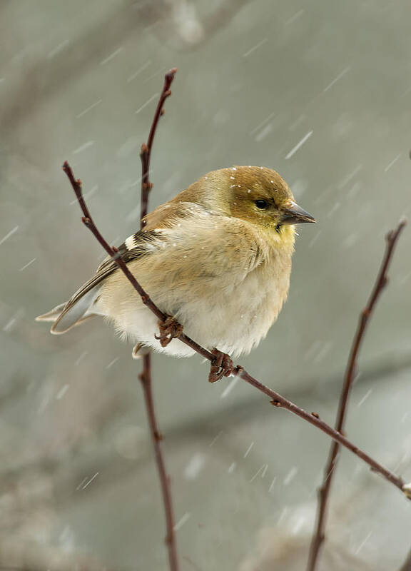 Goldfinch Art Print featuring the photograph Waiting Out the Storm by Jim Zablotny