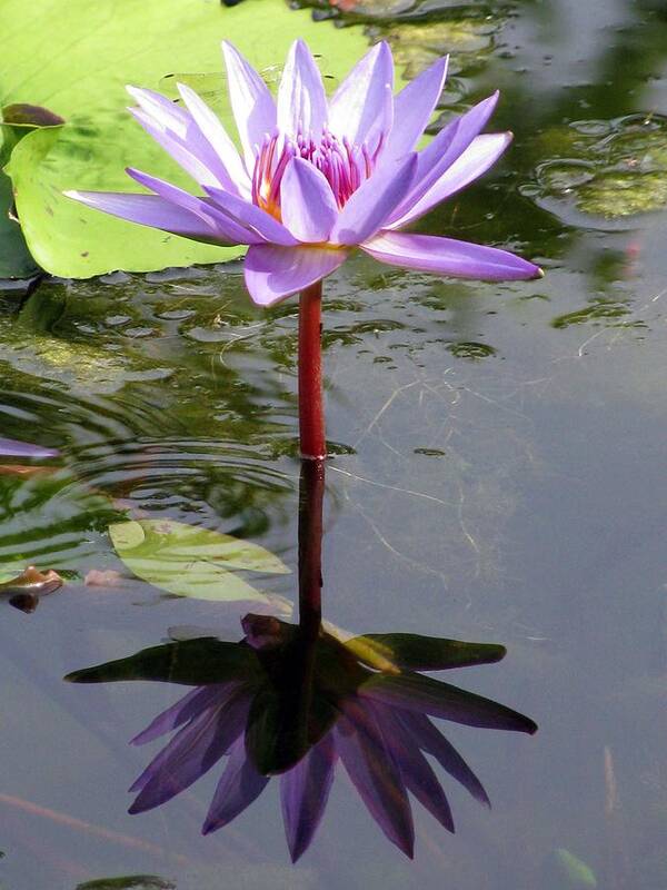 Water Lily Art Print featuring the photograph Water Lily - Shaded by Pamela Critchlow
