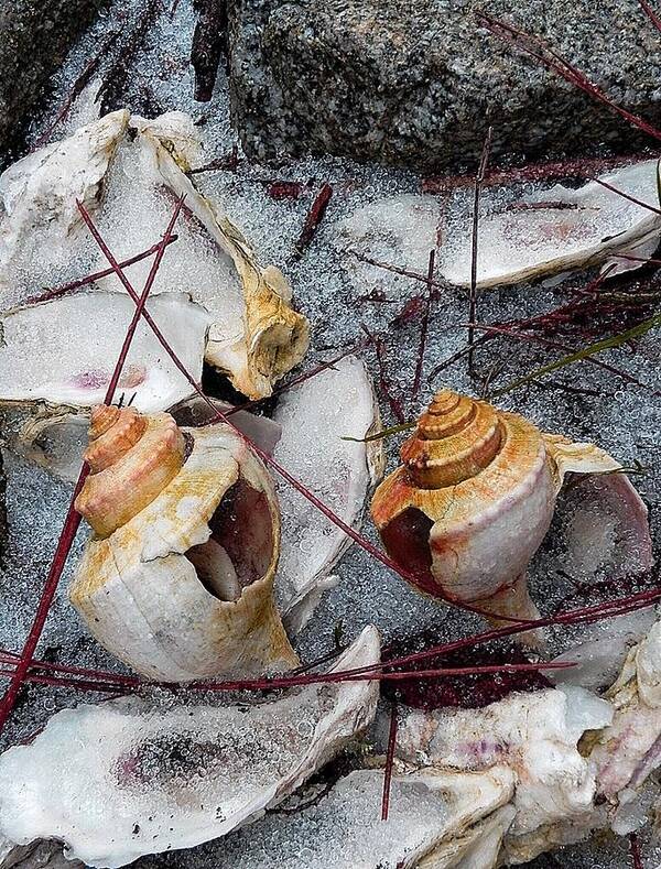 Sea Shells Art Print featuring the photograph We Called It Snowmaggedon by Patricia Greer