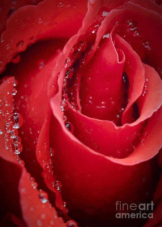 Rose Art Print featuring the photograph Wet Rose in Mexico by Barry Weiss