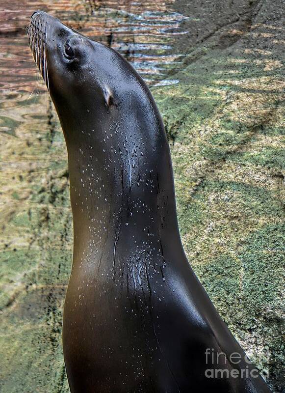 Sea Lion Art Print featuring the photograph Wet Seal by Lilliana Mendez