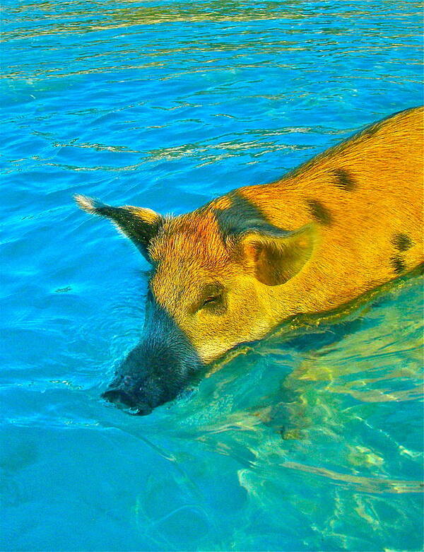 Pigs Art Print featuring the photograph When Pigs Swim by Kim Pippinger