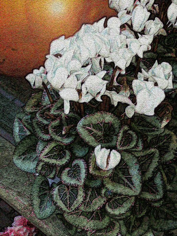 White Cyclamen Plant Garden Flower Leaves Pattern Joy Jolley Jolly Joli Holland Art Print featuring the digital art White Cyclamen by Joy Jolley