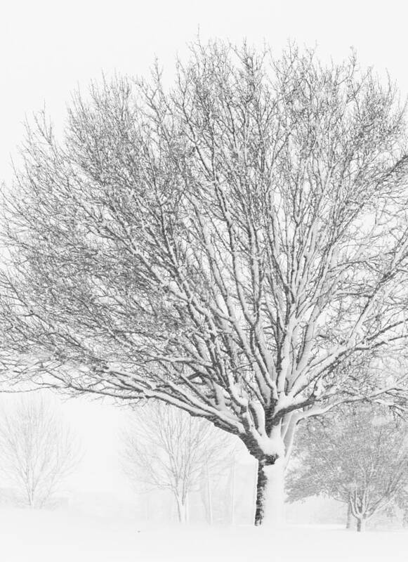 Winter Art Print featuring the photograph White Out by Roberta Kayne
