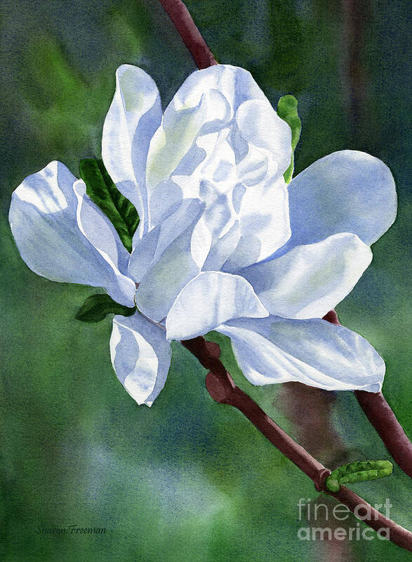 White Art Print featuring the painting White Star Magnolia Blossom with Background by Sharon Freeman