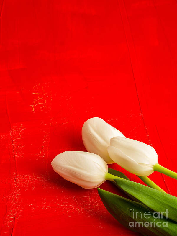 Flower Art Print featuring the photograph White Tulips by Edward Fielding