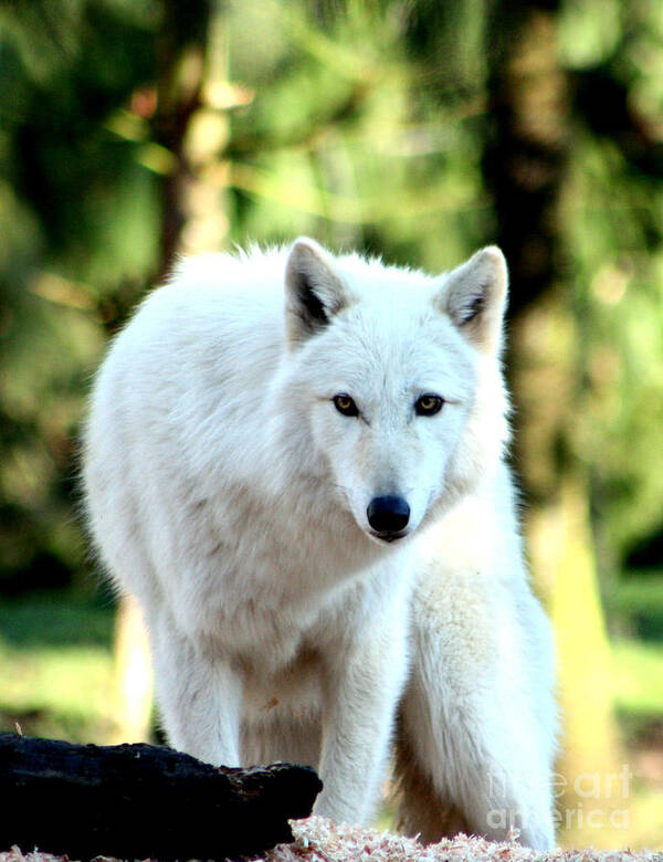 Wolf Art Print featuring the photograph White Wolf by Nick Gustafson