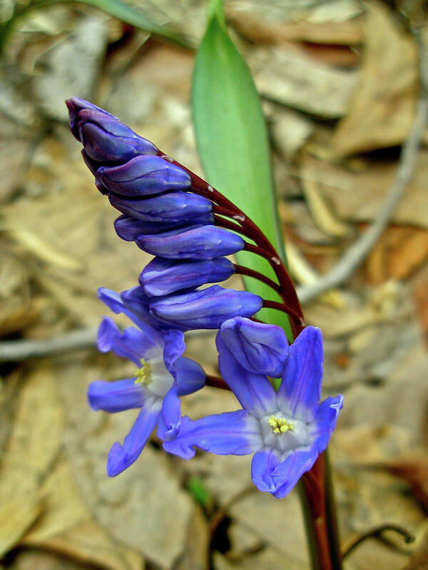 Hyacinth Art Print featuring the photograph Wild Blue Hyacinth - Camassia cusickii by Carol Senske