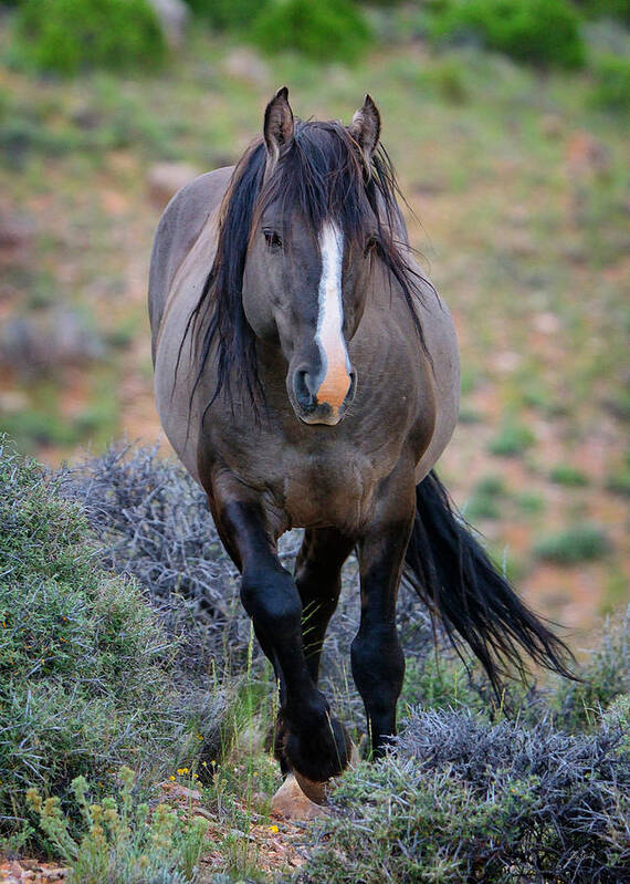 Wild Horse Art Print featuring the photograph Wild Stallion by Greg Norrell