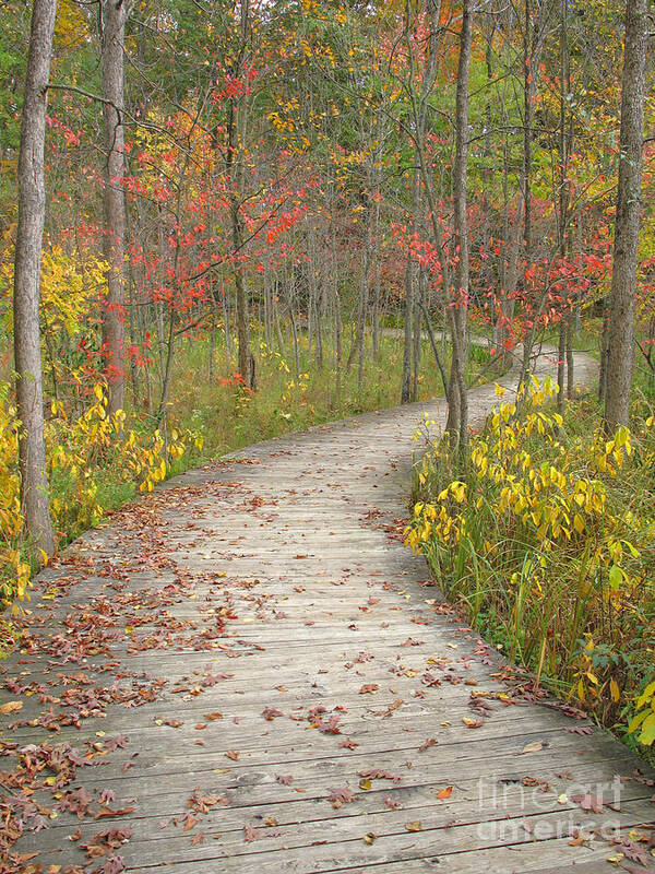 Autumn Art Print featuring the photograph Winding Woods Walk by Ann Horn