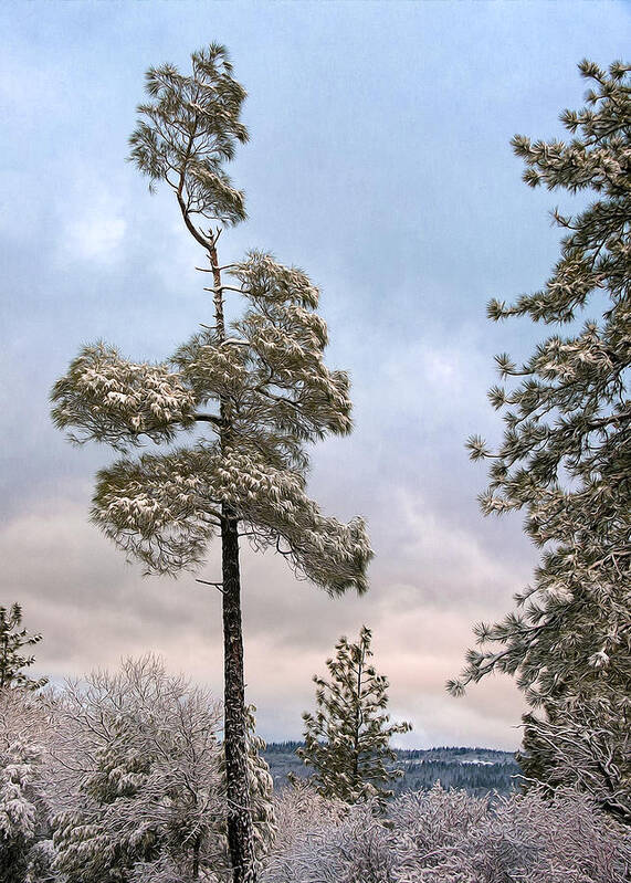 Snow Scene Art Print featuring the digital art Winter Pines by Kathleen Bishop