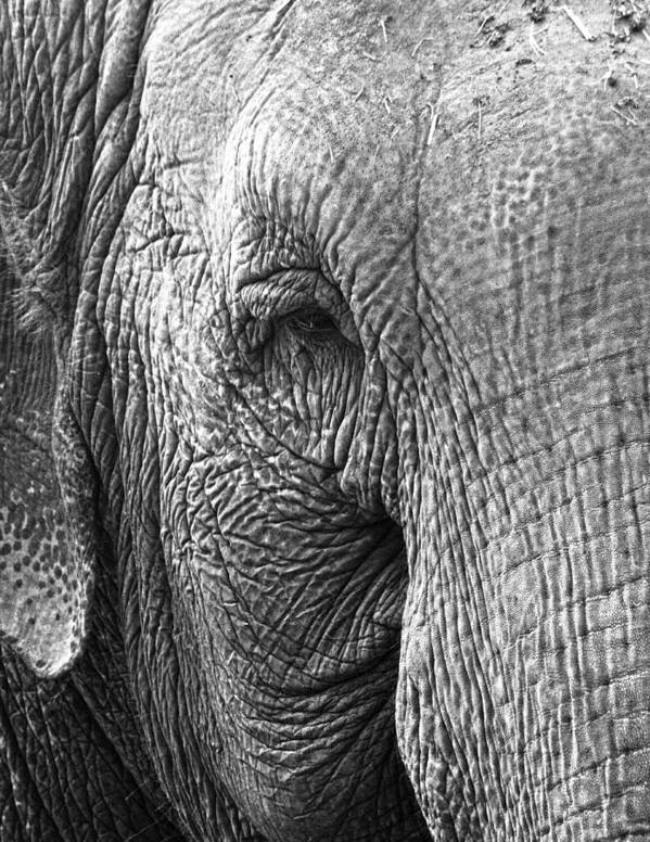 Elephant Art Print featuring the photograph Years Remembered by J C