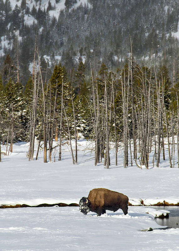 Yellowstone National Park Art Print featuring the photograph Yellowstone Winter by Alan Toepfer