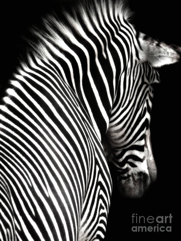  Zebra Art Print featuring the photograph Zebra on Black by Elle Arden Walby