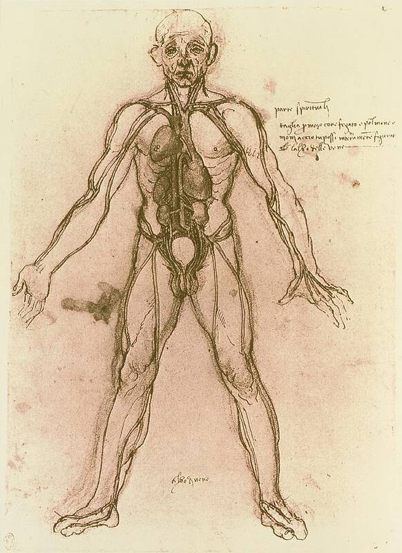 Drawing Of Human Venous System (leonardo Da Vinci) Art Print by Mehau Kulyk  - Science Photo Gallery