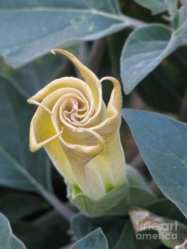Sacred Datura Art Print featuring the photograph Sacred Datura by Michele Penner