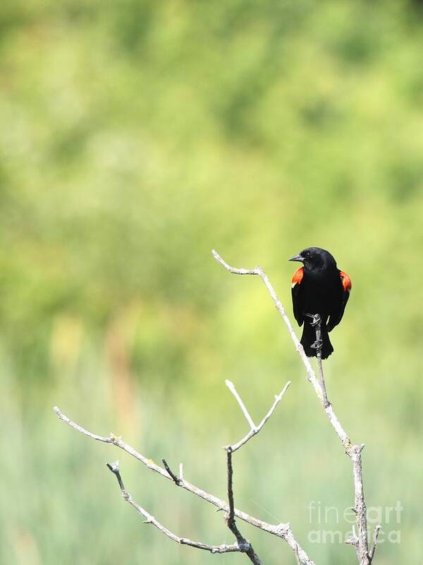 Nature Art Print featuring the photograph Red-winged Blackbird #10 by Jack R Brock