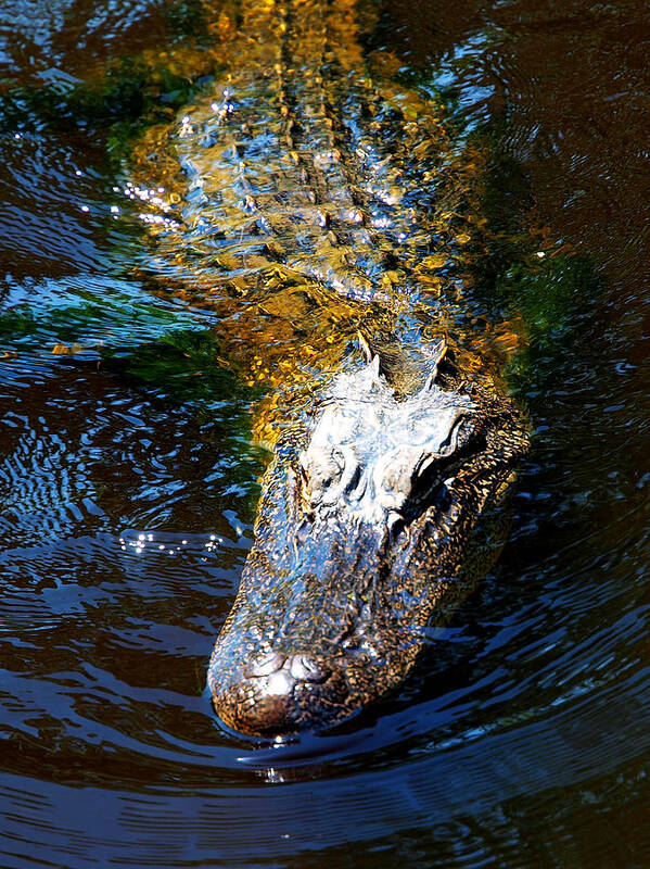 Alligator Art Print featuring the photograph Alligator in Mississippi river #2 by Paul Ge