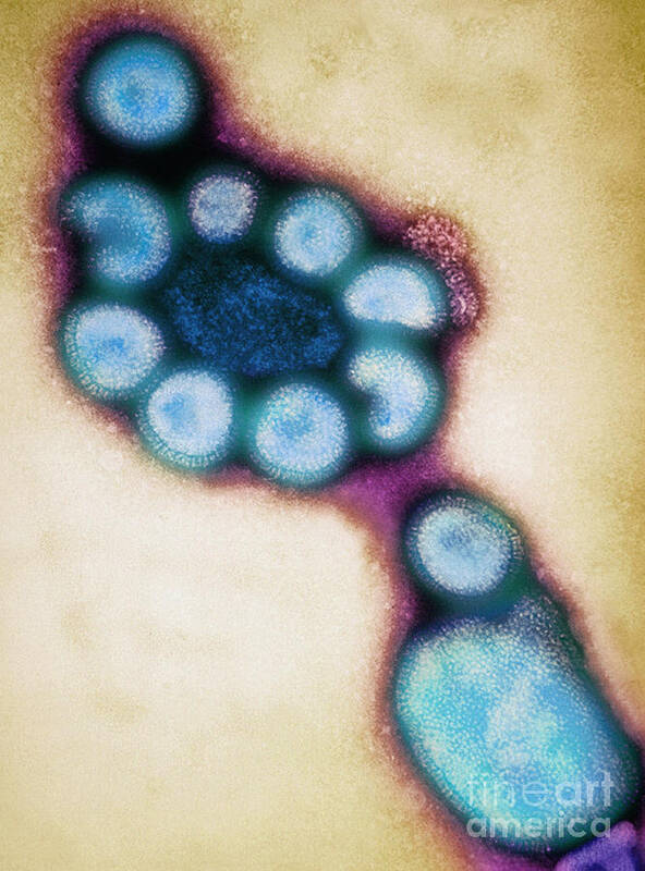 Asian Flu Art Print featuring the Hong Kong Flu Viruses #2 by Science Source